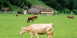 Swiss cows