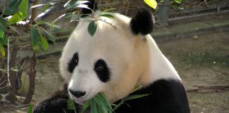 Panda eating Bamboo